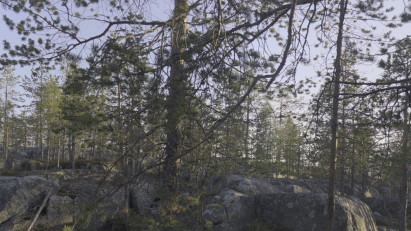 Nature HDRI - Forest Glade