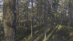 Nature HDRI - Forest Glade