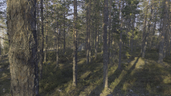 Nature HDRI - Forest Glade