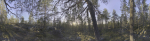 Nature HDRI - Forest Glade