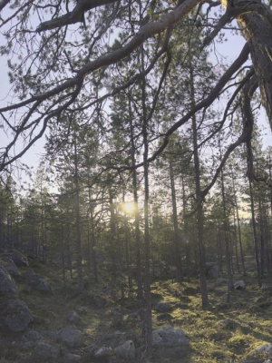 Nature HDRI - Forest Glade