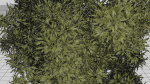 Nature Tree