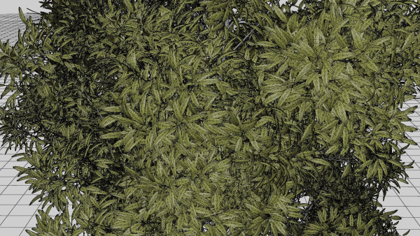Nature Tree