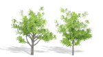 Nature Tree
