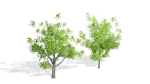 Nature Tree