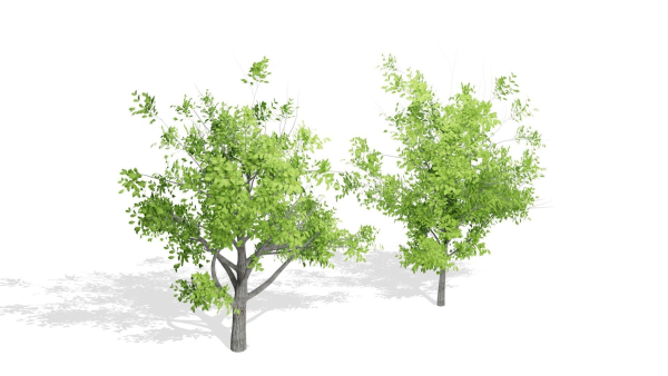 Nature Tree