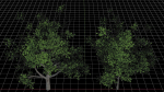 Nature Tree