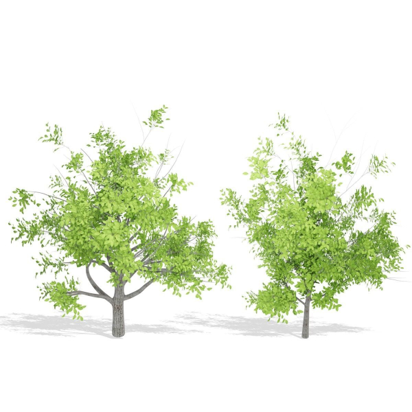 Nature Tree