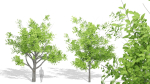 Nature Tree