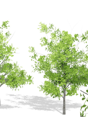 Nature Tree