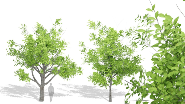 Nature Tree
