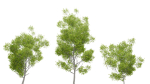 Nature Tree