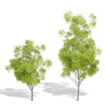 Nature Tree