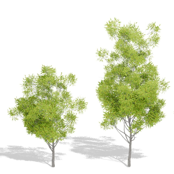Nature Tree
