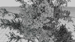 Nature Tree