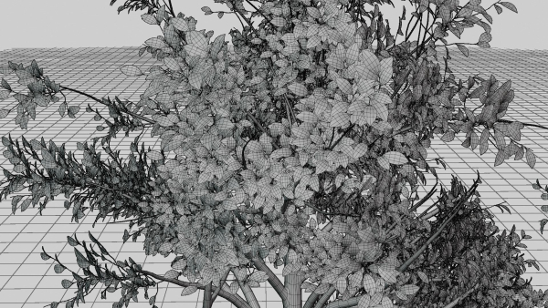 Nature Tree