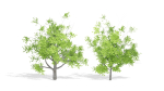 Nature Tree