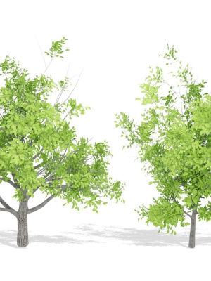 nature-tree-3d-model-714cb10208