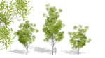 Nature Tree