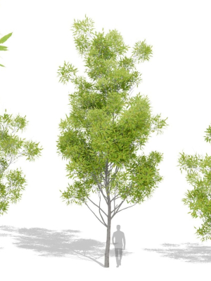 Nature Tree