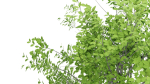 Nature Tree