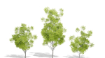 Nature Tree