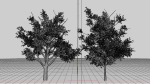 Nature Tree