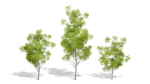Nature Tree