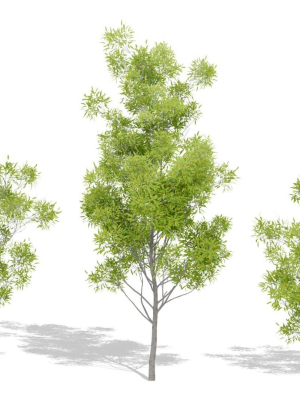 nature-tree-3d-model-fc64173901