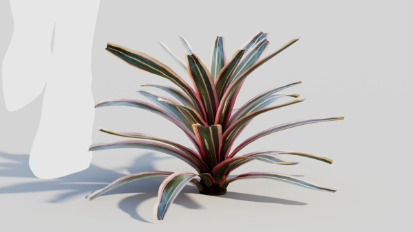 Neoregelia Carolinae a