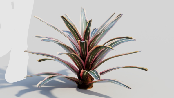 Neoregelia Carolinae a