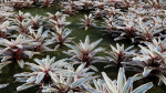 Neoregelia Carolinae a