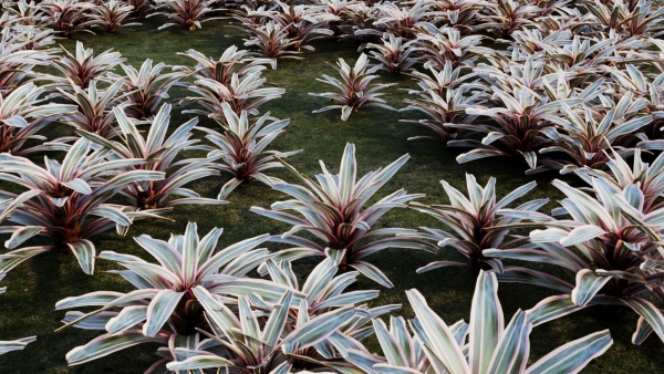 Neoregelia Carolinae a