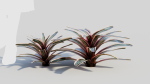 Neoregelia Carolinae a