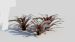Neoregelia Carolinae a