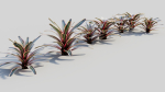 Neoregelia Carolinae a
