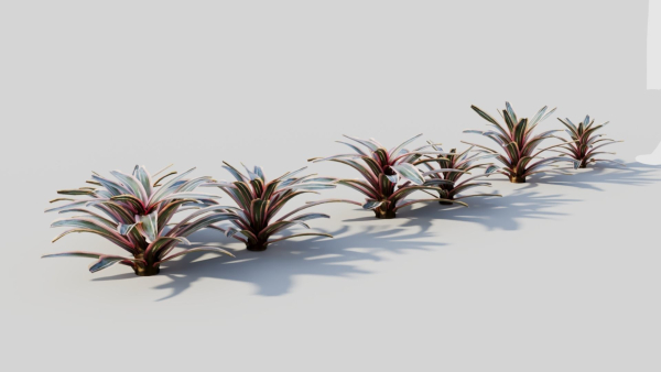Neoregelia Carolinae a