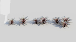 Neoregelia Carolinae a