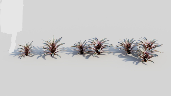 Neoregelia Carolinae a