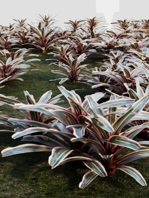 Neoregelia Carolinae a
