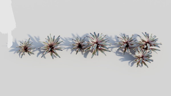Neoregelia Carolinae a