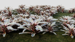 Neoregelia Carolinae a