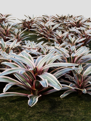 neoregelia-carolinae-a-3d-model-dba2e68d27
