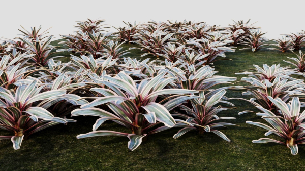 Neoregelia Carolinae a