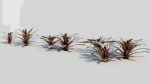 Neoregelia Carolinae a