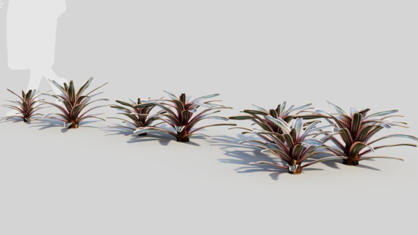 Neoregelia Carolinae a