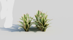 Neoregelia Carolinae b