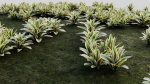 Neoregelia Carolinae b