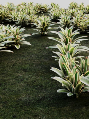 Neoregelia Carolinae b