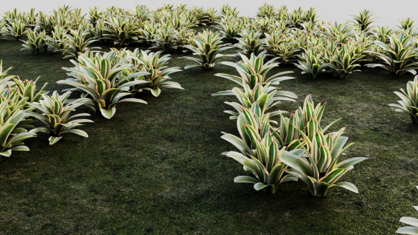 Neoregelia Carolinae b